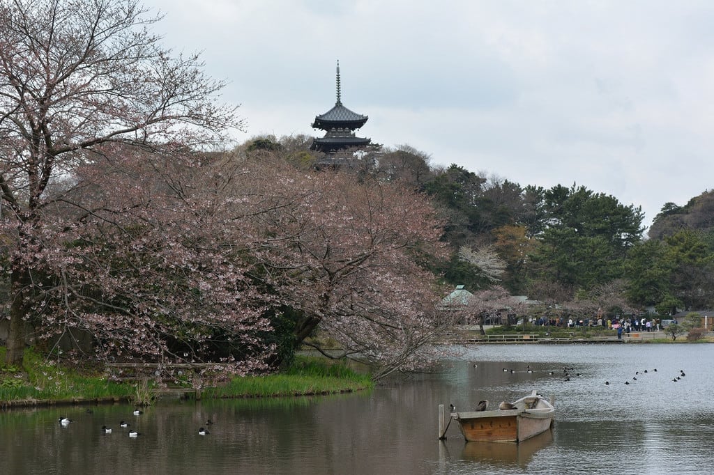 さくら散歩 本牧三溪園 山下公園から中華街 不審船 お寺ふぁん 続