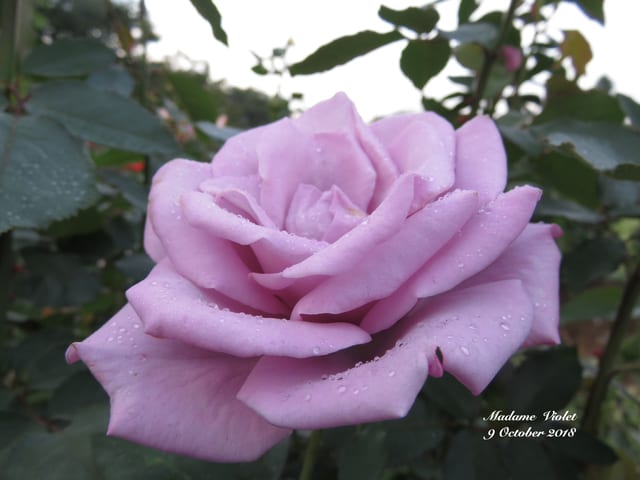 マダム ヴィオレ のような花色のバラ 18年 一本木公園 バラに恋して