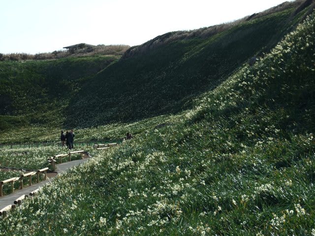 水仙まつり