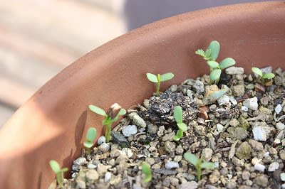 バラの種の発芽 小さな庭の小さな幸せ チャッピーのバラ庭より