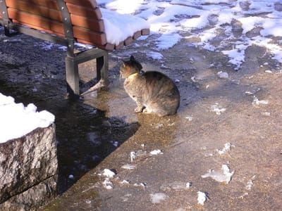 公園の猫も寒そうの図