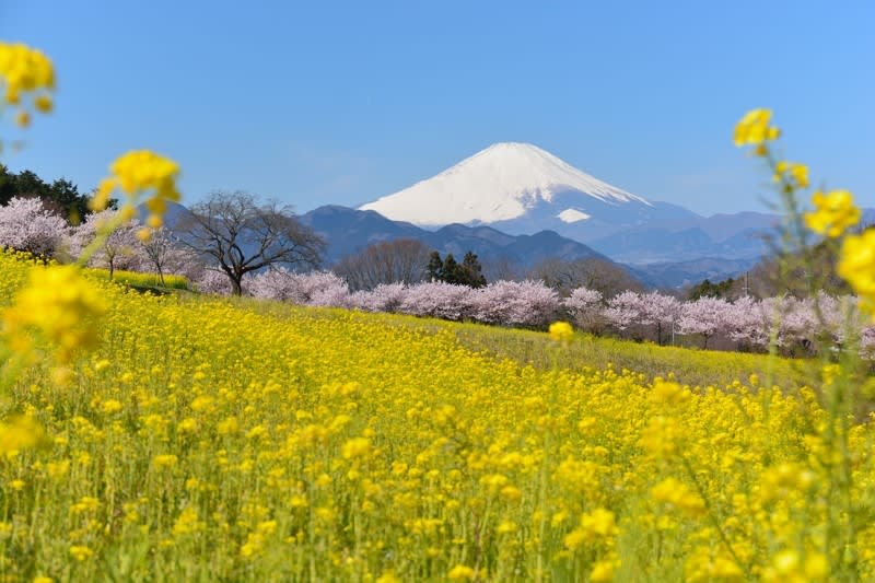 春爛漫の篠窪 春めき桜と菜の花と富士山 大井町 かながわ いーとこ
