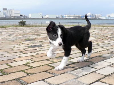 bordercollie_ボーダーコリー