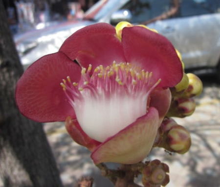 タイで見かけた花 その2 沙羅双樹 夫婦で楽しむナチュラル スロー ライフ タイで見かけた花 その2 沙羅双樹 夫婦で楽しむナチュラル スロー ライフ