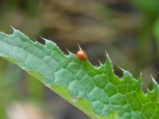 昆虫撮集 スズランの遊歩記