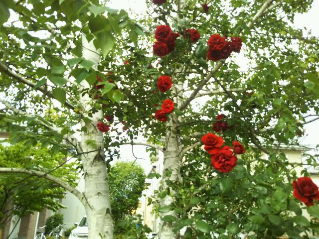 白樺の木と真っ赤な薔薇の花 たけちゃん活動 生活日誌