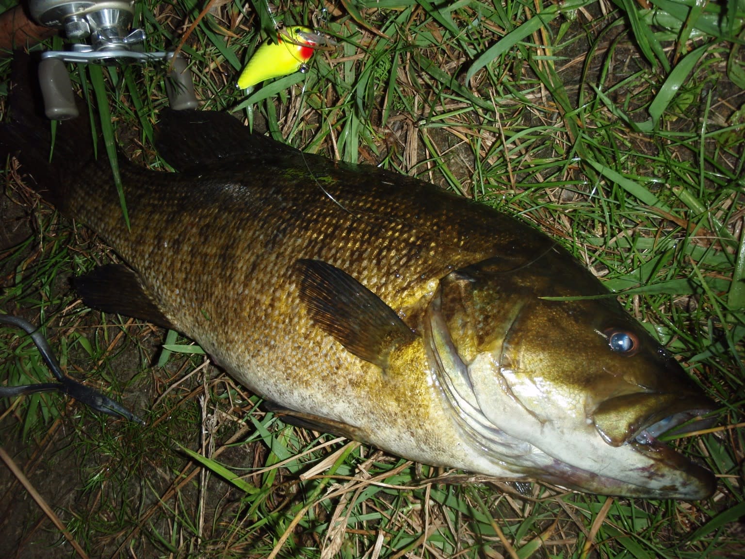 アメリカで釣った魚たち のブログ記事一覧 ジギング ブルース