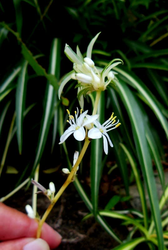 オリヅルラン 折鶴蘭 里山の花
