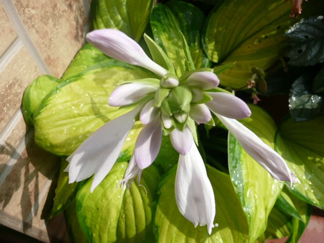 ギボウシの花が咲かないので Raretaste はれのかおり ギボウシの花が咲かないので Raretaste はれのかおり