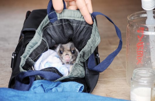 ムササビのチャメ のブログ記事一覧 にっち 自然に囲まれて ムササビのチャメ のブログ記事一覧 にっち 自然に囲まれて