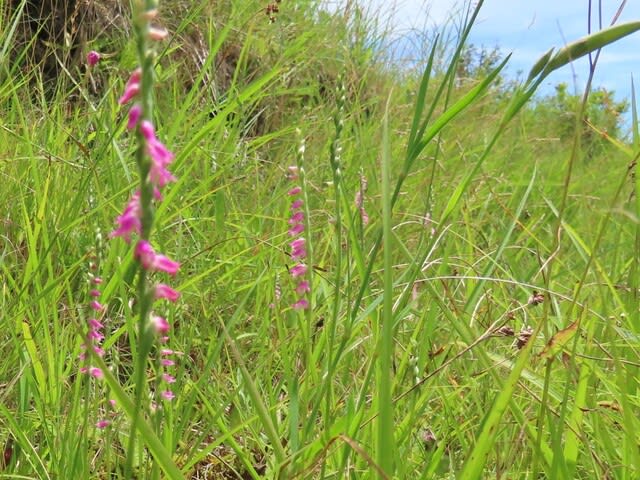 高ボッチ高原・鉢伏山で最近咲いている花　ネジバナ（捩花）