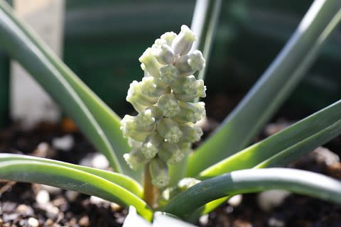 球根植物です クレマチスとベルと花々