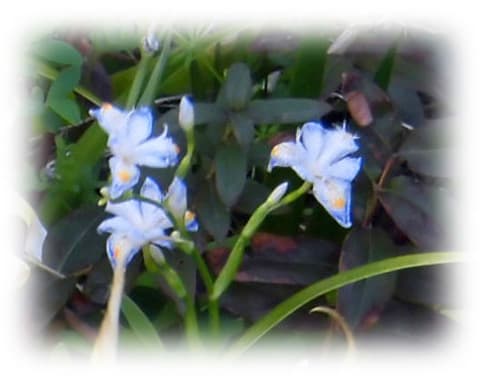 春の花でも夏の季語 緑の中から真っ白な 厳密には少し青みのかかった 花が浮きあがる様に咲く姿はとても美しい シャガ 射干 著莪 日々是好日 とっつあんの雑記帳