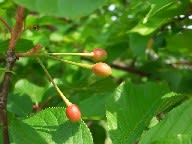 河津桜の実