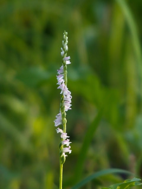 白のネジバナ ハナスキの散歩で見た花