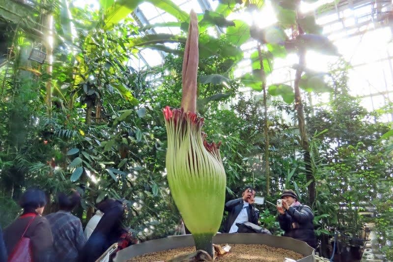 筑波植物園に世界で最も大きな花が咲いたと云うので見に行ってきました 写真で綴るすぎさんのブログ