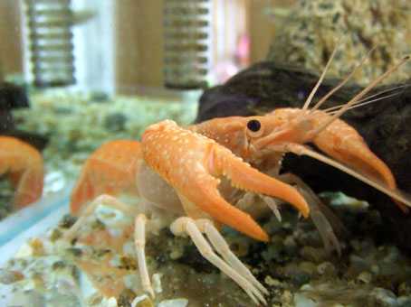 ザリガニぶりっと成功 たちうのパプアリウム