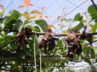 梨の病気 のブログ記事一覧 のらやま生活向上委員会 ｓｕｇｉｎｏｆａｒｍ