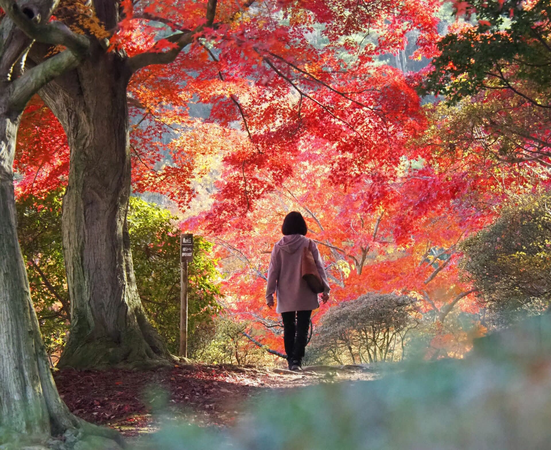 11月22日、天気がいいので“ワイフ君”と紅葉狩りに出かけました・・・ - 休日は風を切って