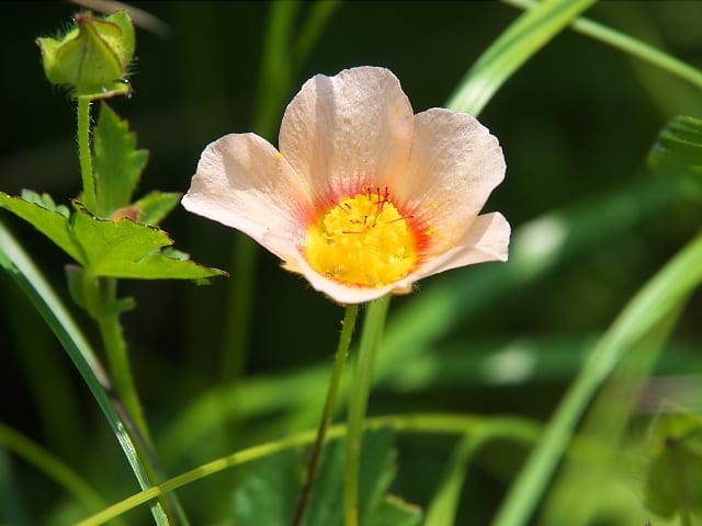 アオイ科の「マルバストラム」 - 私目線。