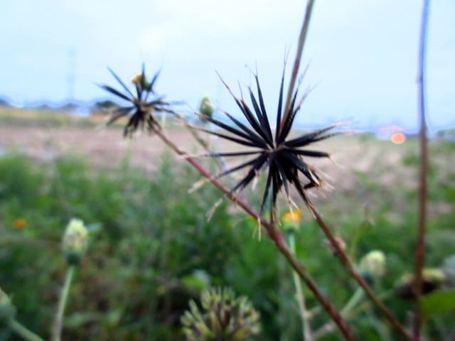 コセンダングサ