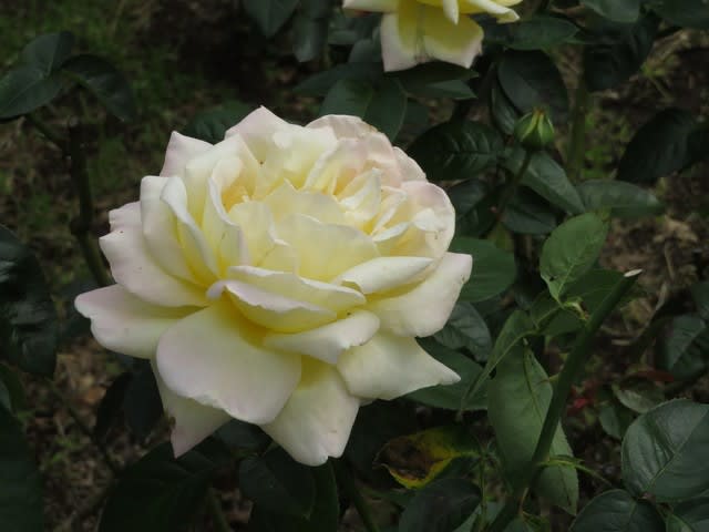 クリームイエローの美しいバラ ピース 薔薇シリーズ24 野の花 庭の花