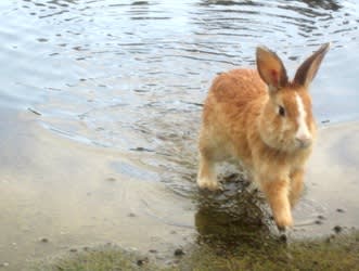 ウサギ く にゃん物語 のブログ記事一覧 く にゃん雑記帳 ウサギ く にゃん物語 のブログ記事一覧 く にゃん雑記帳