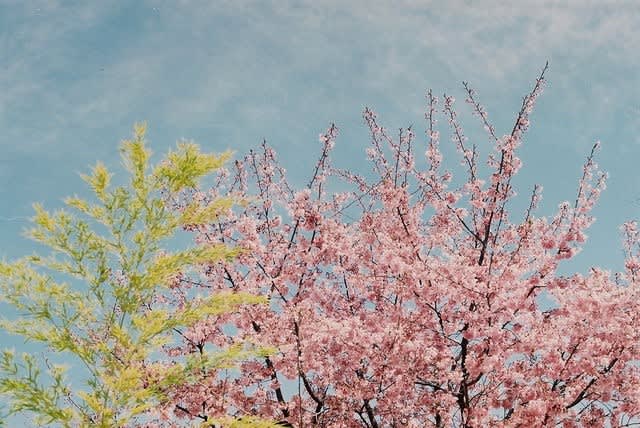 平成最後の春を満喫する 二草庵摘録