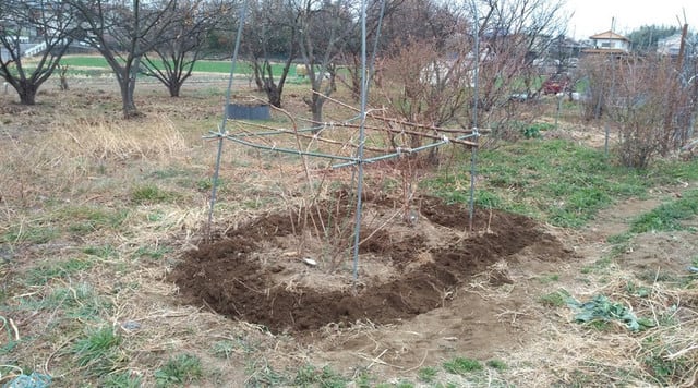 ラズベリーの剪定 施肥 上州の素人菜園