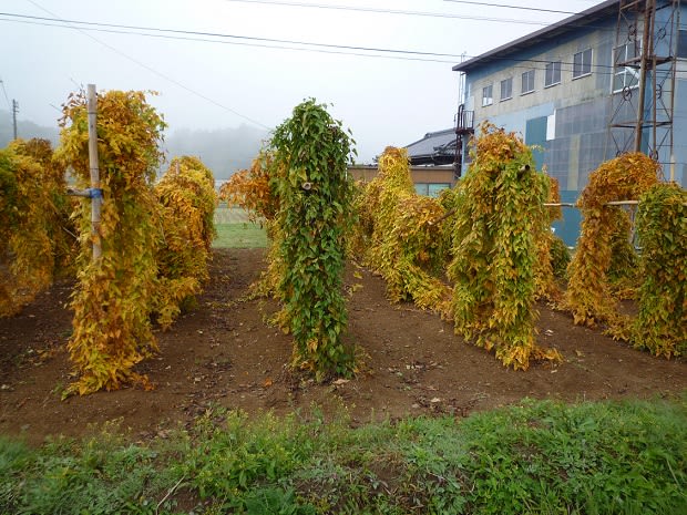 大和芋の掘り取り時期が来た 観葉植物の栽培desu