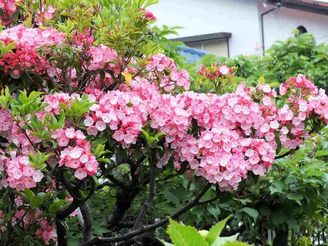 カルミア Kalmia 花追いウォーキング