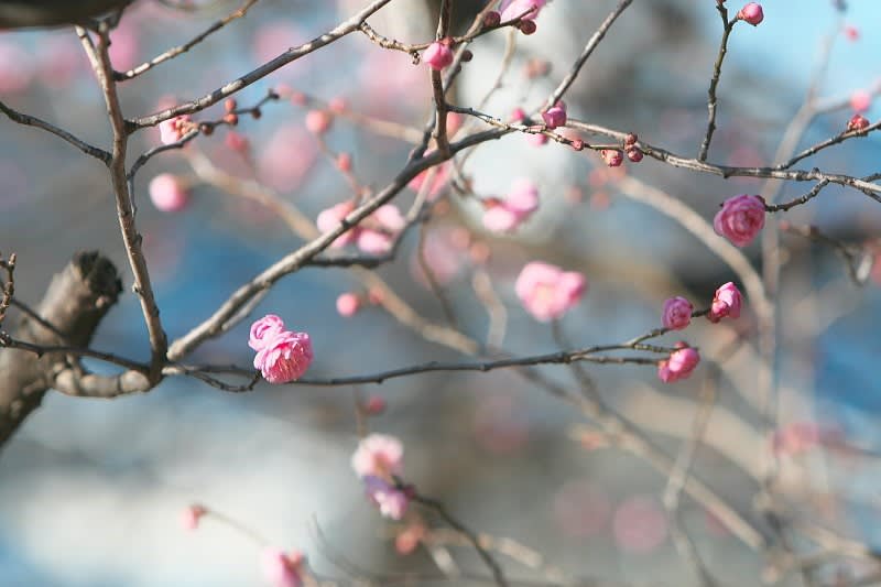 梅は咲いたか桜はまだかいな 東十条探偵団2 梅は咲いたか桜はまだかいな 東十条探偵団2