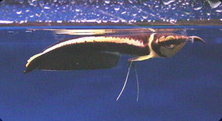 ブラックアロワナの稚魚 アクアウィズのオススメ 熱帯魚