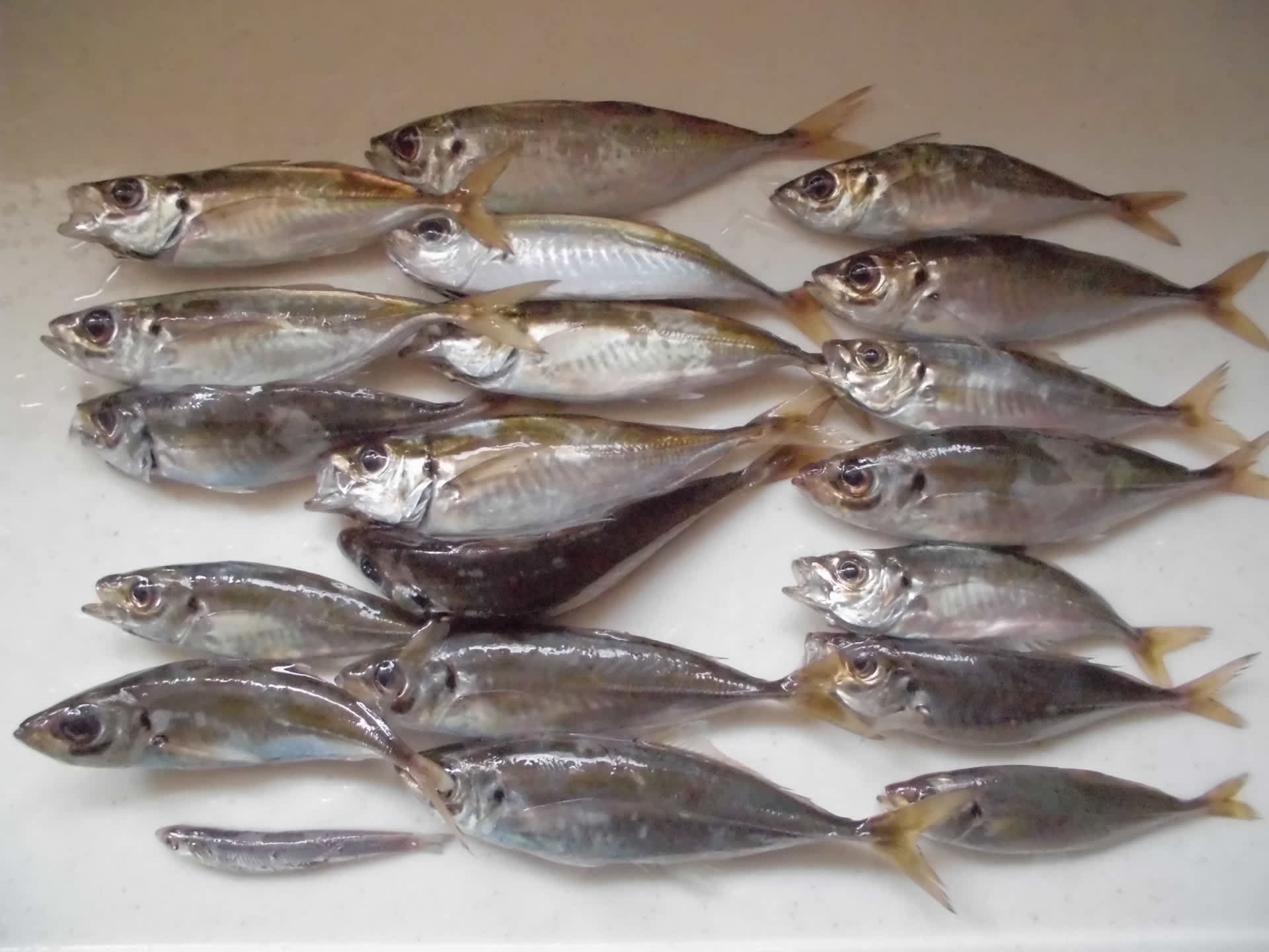 アジ釣りに行く Saddamさんの農作業日記を記録したいと思います