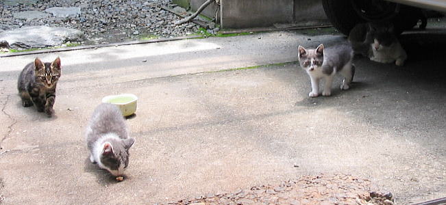 ミルコ追悼 ネコを飼うことになった由来 ひよりみ日記 ミルコ追悼 ネコを飼うことになった由来 ひよりみ日記