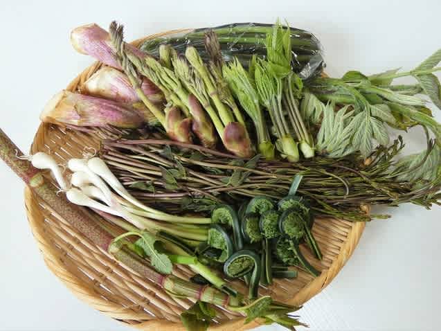 実家 新潟県 から 山菜 届く シャツのほころび涙のかけら