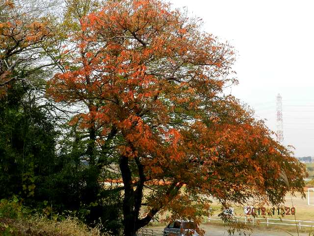 櫨の木の紅葉の画像