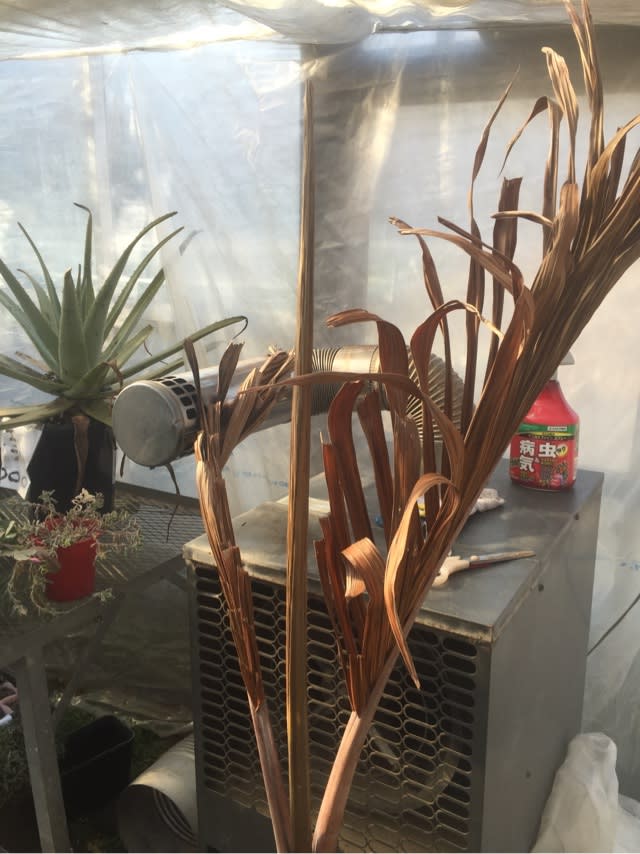 トックリランは寒さに強いのか 植木リース屋の実践的観葉植物の育て方 これが枯らせない育て方だ 室内観葉植物のプロが教える本当のワザ トックリランは寒さに強いのか 植木リース屋の実践的観葉植物の育て方 これが枯らせない育て方だ 室内観葉植物のプロが教える本当のワザ