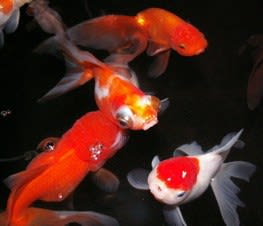 金魚のウンコ【岩淸水・言葉の説明