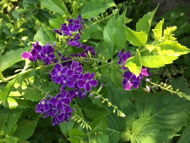 ベスト50 デュランタ 花 最高の花の画像