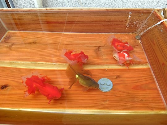 木箱角鉢 水替え - 土佐錦魚ホームランド - 尾芯まっすぐ