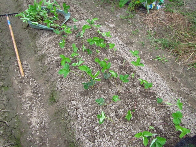 イチゴの苗取りと育苗定植 大好き 野菜の時間