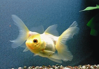 Sky Aquarium 春はあけぼの Sky Aquarium 春はあけぼの