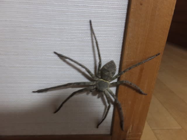 ビックリしたなモウ アシダカグモ 脚高蜘蛛 ゆみちゃんの365日 ビックリしたなモウ アシダカグモ 脚高蜘蛛 ゆみちゃんの365日
