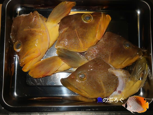 青あらのあら 魚のぶろぐ