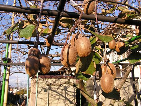 キウイ栽培 その4 収穫と完熟の目安 らいちゃんの家庭菜園日記