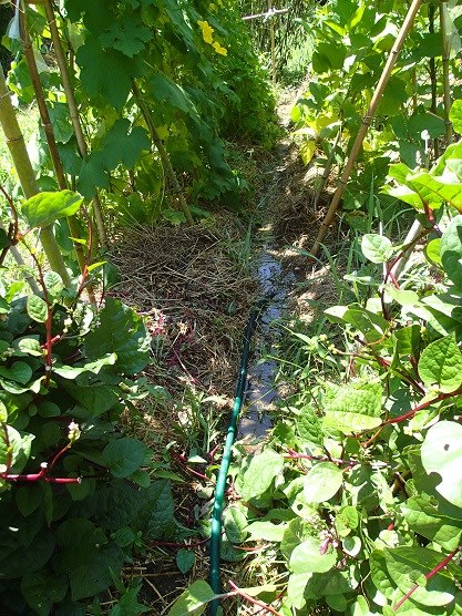 井戸水を蛇口から出して 水やり トマト尻腐れ対策も 18 8 8 田舎生活実践屋