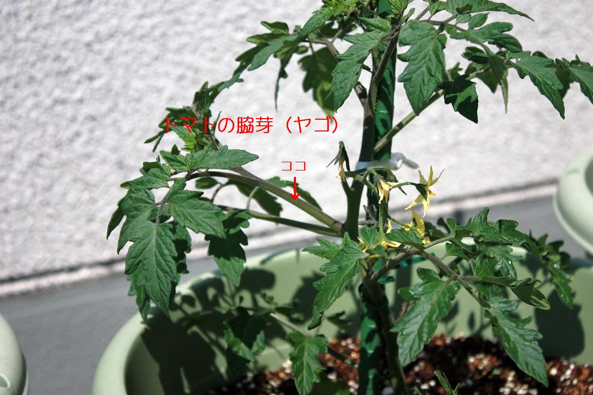 ポット菜園から挿し芽の画像