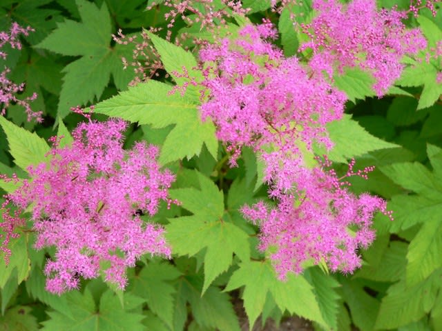 夏の花 京鹿子 下野草 田舎へ行ってご 見てご 夏の花 京鹿子 下野草 田舎へ行ってご 見てご