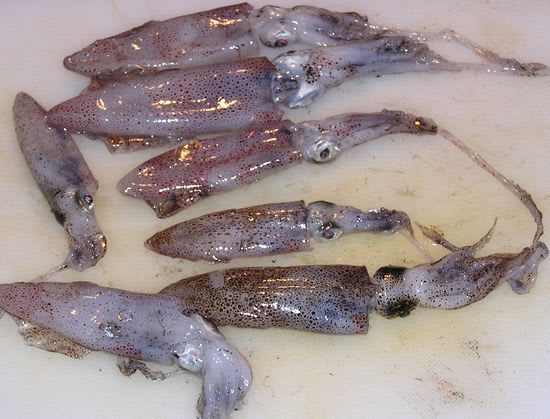 まめイカで塩辛 函館おぢさんのいか様料理 まめイカで塩辛 函館おぢさんのいか様料理